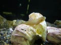 ギンポ幼魚②